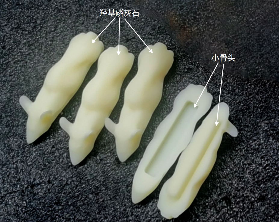 小鼠CT模體